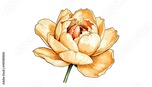 Golden Bloom: An eye-level shot of a close-up of a beautifully rendered peony, its soft, layered petals in vibrant tones and its delicate textures. A testament to floral artistry
