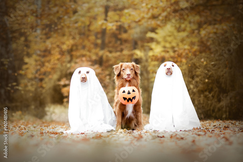 Wall Mural Three dogs wearing a halloween costume in autumn