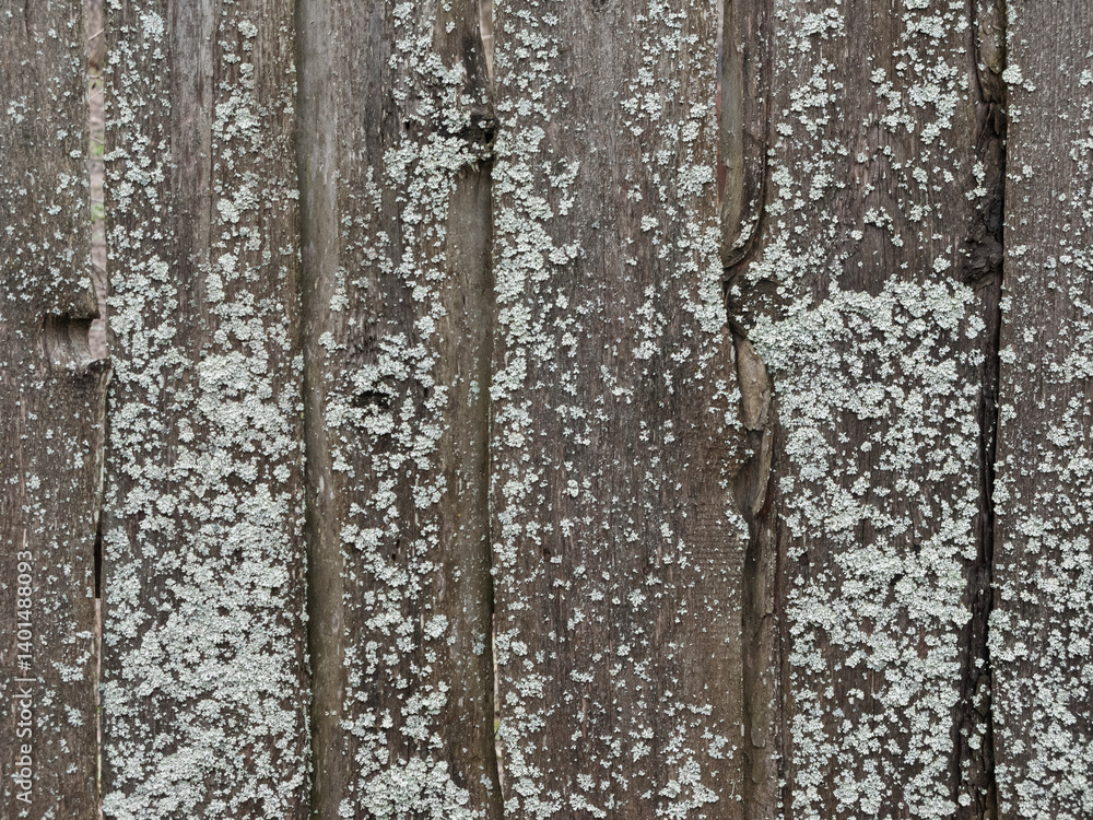 Obraz premium Texture of old wet plank wooden fence with lichen
