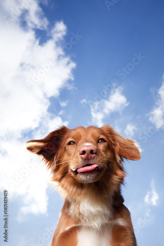 Nova scotia duck tolling retriever dog sticking the tongue out on a cloudy background