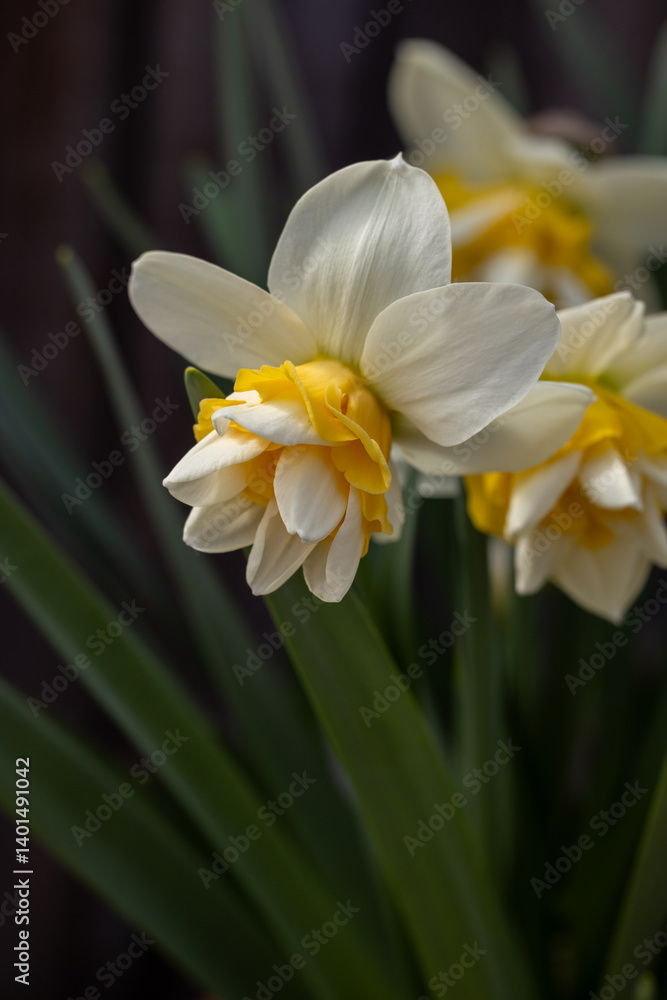 Fototapeta premium Narcissus flowers blooming in spring, white and yellow petals with green leaves