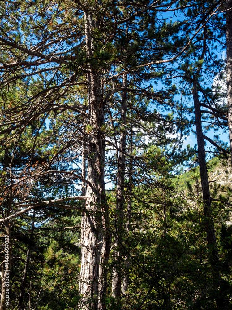 Fototapeta premium tree on hills in the Southern Alps in France