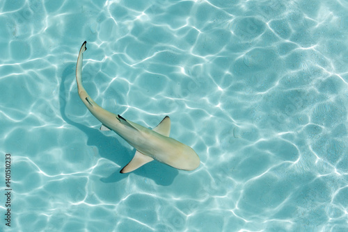 View of black tip reef shark with shadow at the soft sandy sea bottom in Maldives islands.