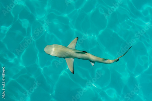 View of black tip reef shark with shadow at the soft sandy sea bottom in Maldives islands.