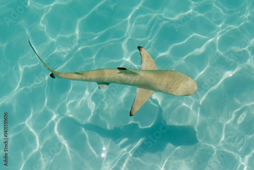 Fototapeta Naklejka Na Ścianę i Meble -  View of black tip reef shark with shadow at the soft sandy sea bottom in Maldives islands.