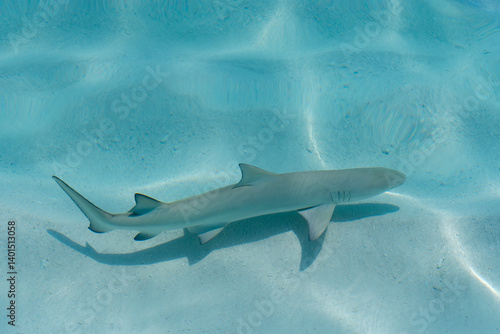 Fototapeta Naklejka Na Ścianę i Meble -  View of black tip reef shark with shadow at the soft sandy sea bottom in Maldives islands.