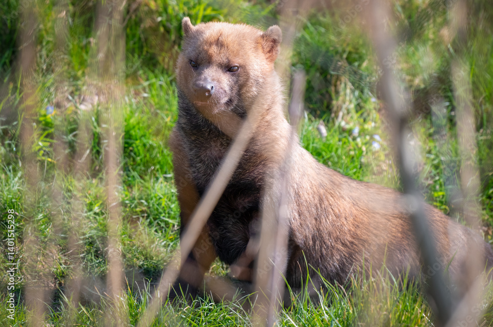 Fototapeta premium Bush Dog Sitting Behind Reeds