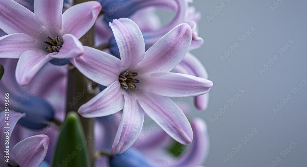 Spring flowers, Soft pink hyacinth flowers with delicate petals in a serene setting Spring flowers, Soft pink hyacinth flowers with delicate petals in a serene setting