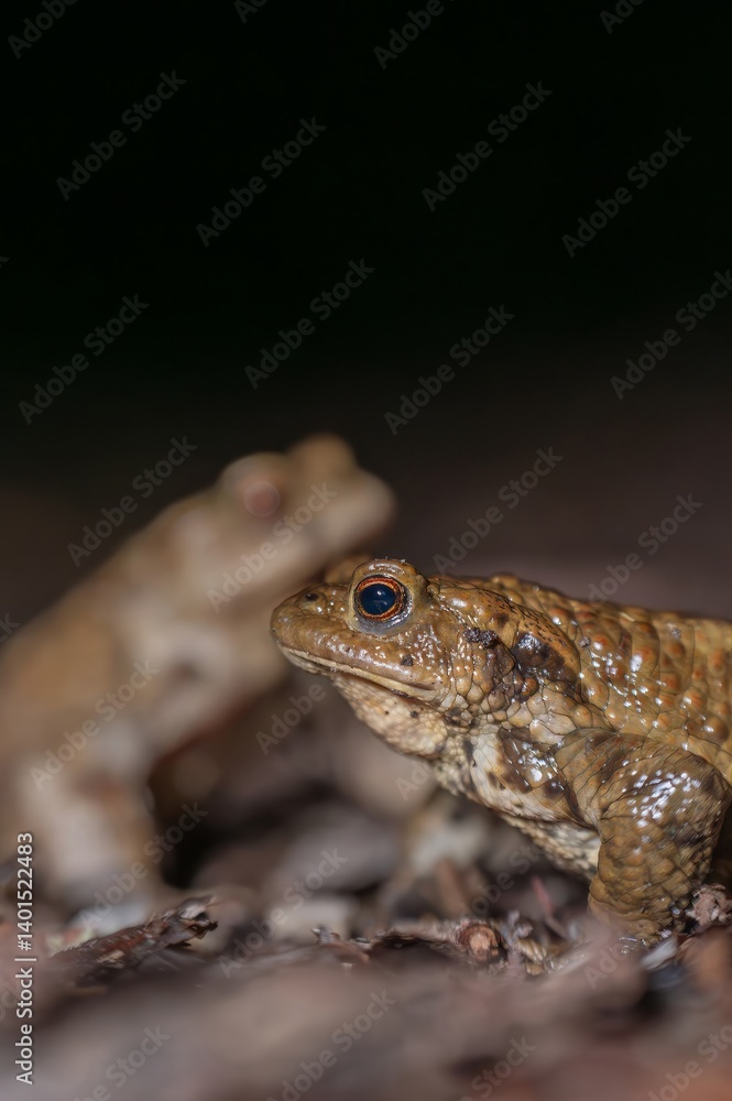 Two common toads in the forest outdoors at night. Bufo bufo in Switzerland. Two common toads in the forest outdoors at night. Bufo bufo in Switzerland.
