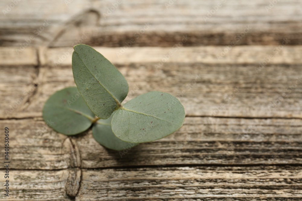 Beautiful eucalyptus branch on wooden background, closeup. Space for text Beautiful eucalyptus branch on wooden background, closeup. Space for text