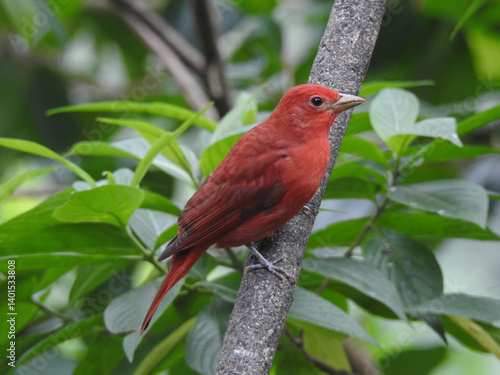 Summer Tanager
