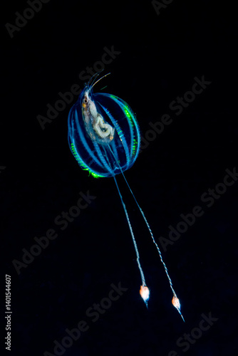 Lobate ctenophore (commonly known as a comb jelly) delicately suspending a small crustacean within its transparent body