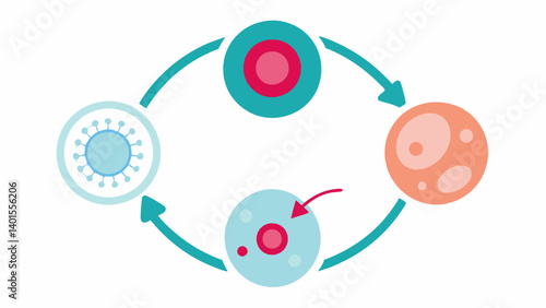 Collagen Production Cycle A circular flow diagram showing the lifecycle of collagen production triggered by exosomes including stimulation synthesis and maturation phases.