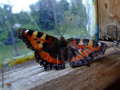 Butterfly by the window: the flap of wings unites nature and rural peace