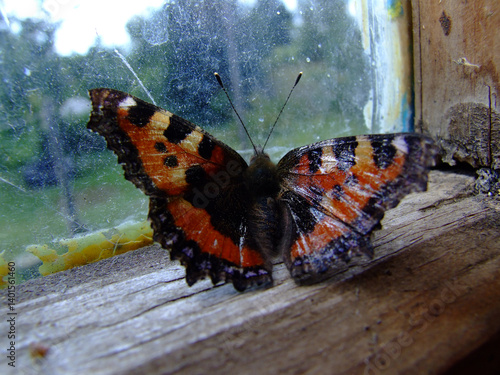 Butterfly by the window: the flap of wings unites nature and rural peace 2