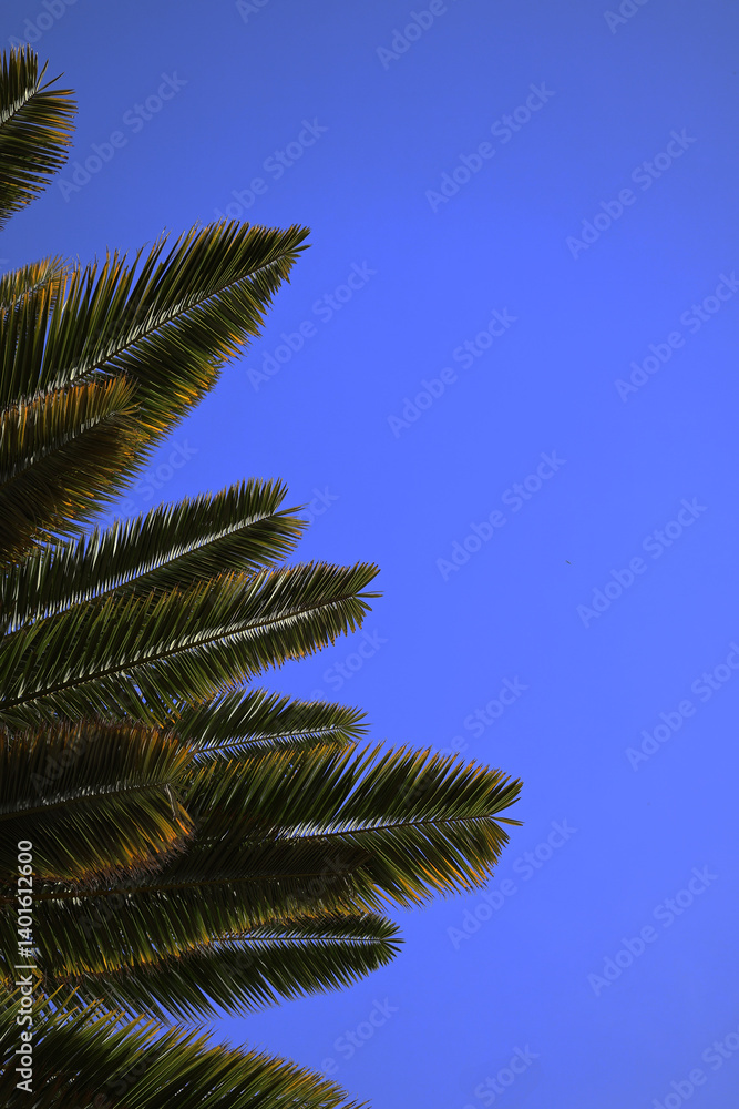 Fototapeta premium Tropical Palm trees branches on the blue sky background Spain Malaga