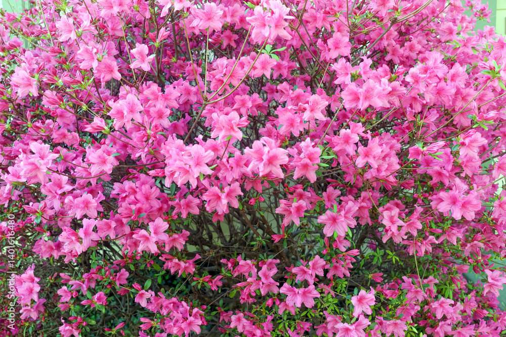 Fototapeta premium Pink spring azaleas
