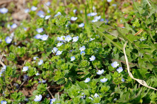 オオイヌノフグリ