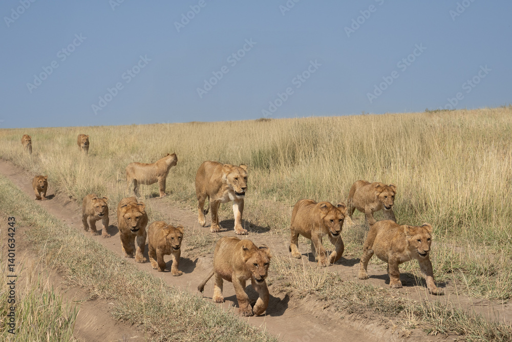 Fototapeta premium Pride of lions on the road on the Serengeti