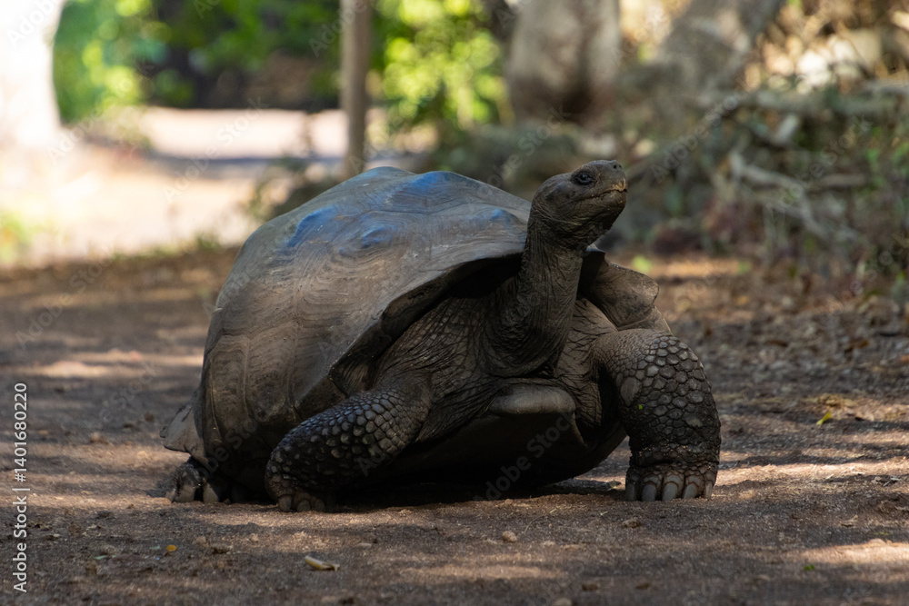Obraz premium turtle on the ground