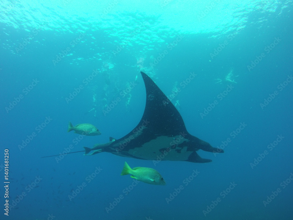 Obraz premium Ocean manta with yellow fish and light rays