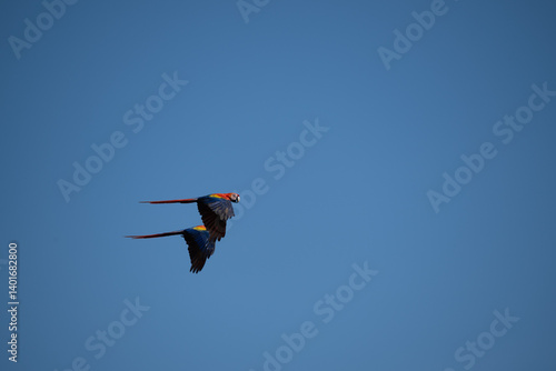 Macaws in flight