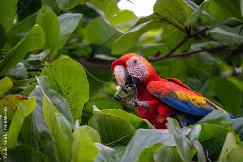Scarlet macaw eating mango