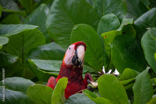 Macaw eating mangos