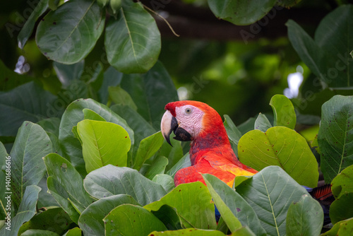 Macaw in mango tree