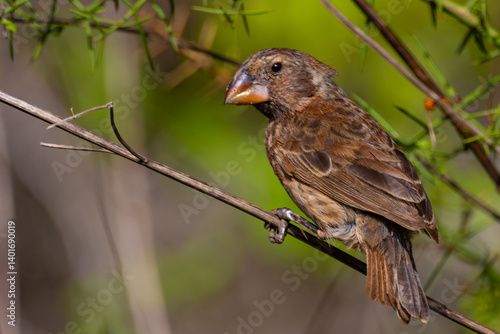 Fotografie Galapagos finches