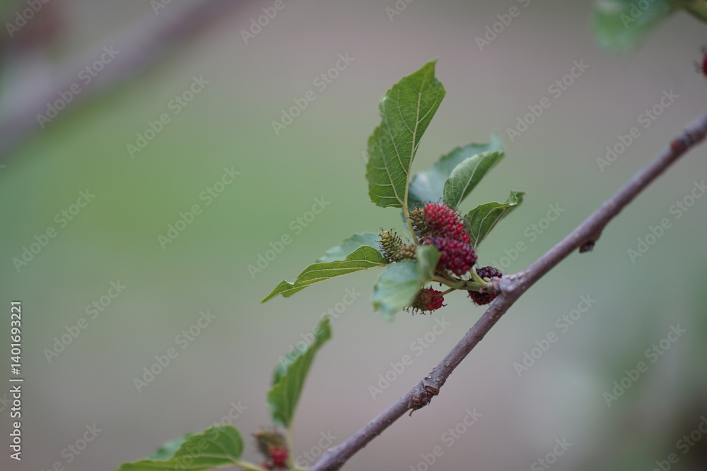 Reddish-purple mulberries begin to ripen on the branch, while the fresh green leaves reveal the abundance of nature in the blossoming season Reddish-purple mulberries begin to ripen on the branch, while the fresh green leaves reveal the abundance of nature in the blossoming season