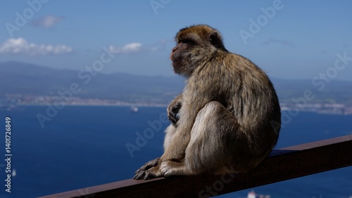 Barbary macaque sitting on a railing contemplating the Strait of Gibraltar in Gibraltar