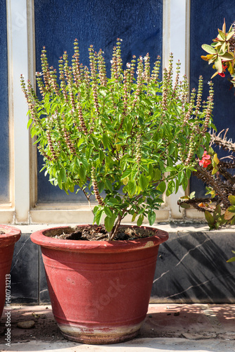 Lush Holy Basil Plant in Red Pot Outdoors