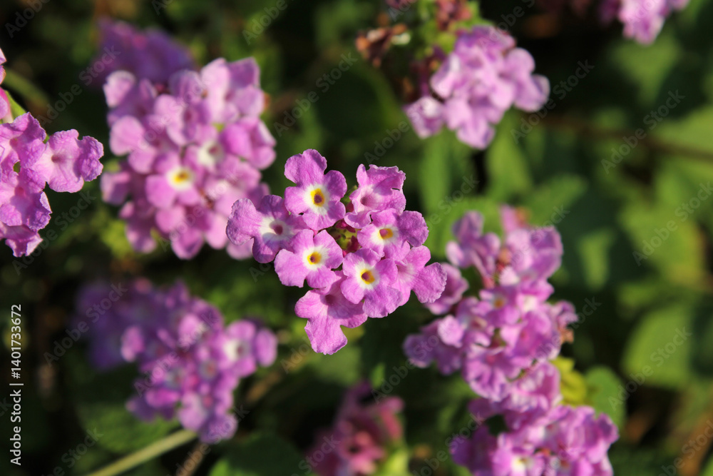 Pink, white and yellow lantana flowers on a plant in a garden Pink, white and yellow lantana flowers on a plant in a garden