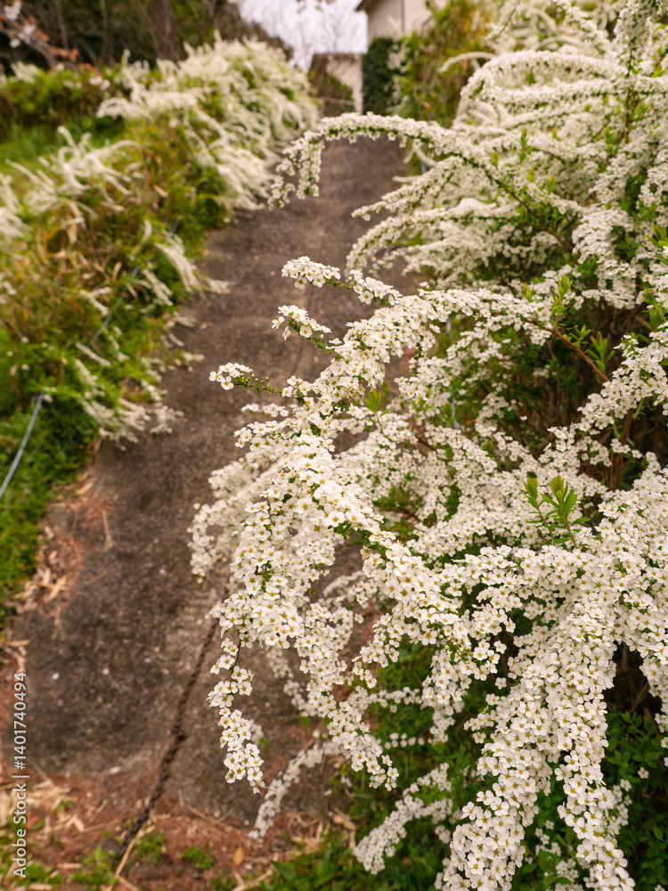 Obraz premium ユキヤナギが満開の坂道
