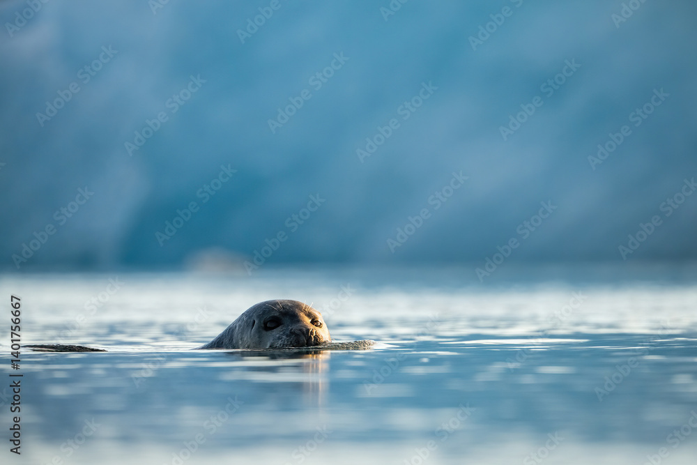 Fototapeta premium Harbor Seal (Phoca vitulina). Phocidae surfaces peacefully in glacial fjord. Arctic meltwater surrounds. Warm light highlights gentle awareness.