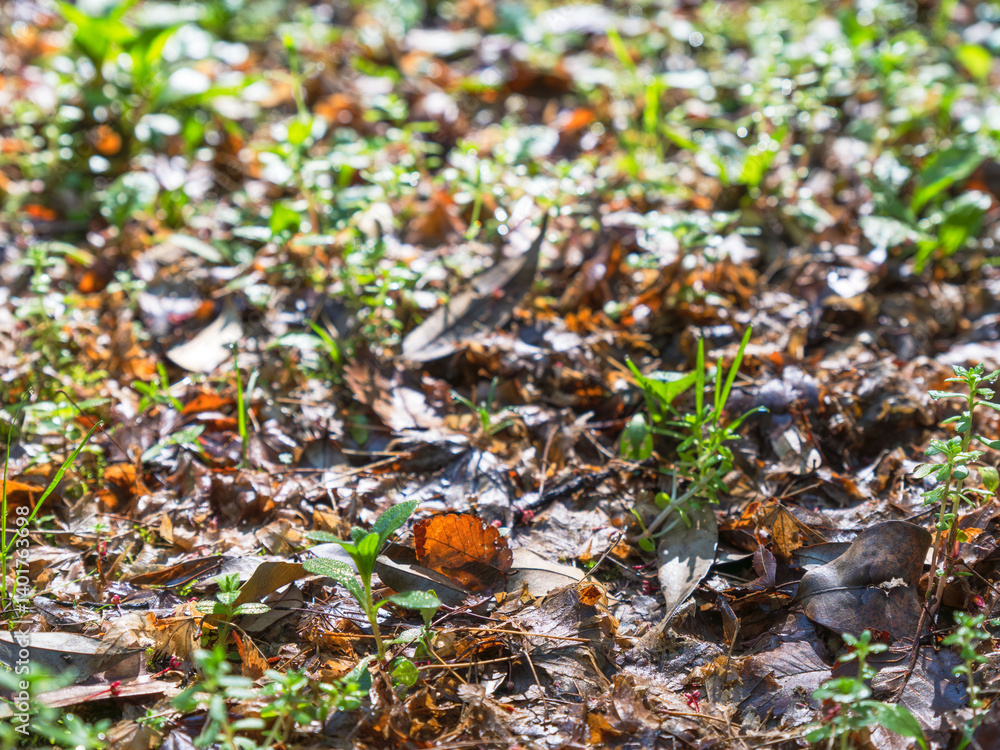 雨に濡れた枯葉と新芽の地面が輝く03 雨に濡れた枯葉と新芽の地面が輝く03