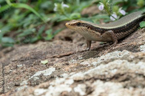  long-tailed sun skink  is a species of skink. 
