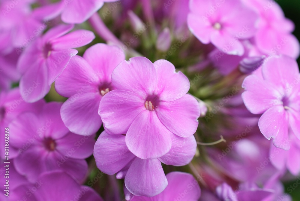 Fototapeta premium close up of lilac phlox flowers