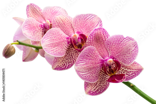 Pink Vanda Orchid Blooms – Exotic Thai Flowers on White Background