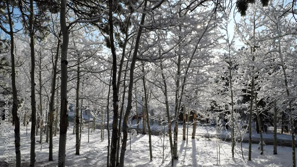 Sunlight illuminates snow-covered trees in a beautiful winter forest scene, captured in slow motion Sunlight illuminates snow-covered trees in a beautiful winter forest scene, captured in slow motion
