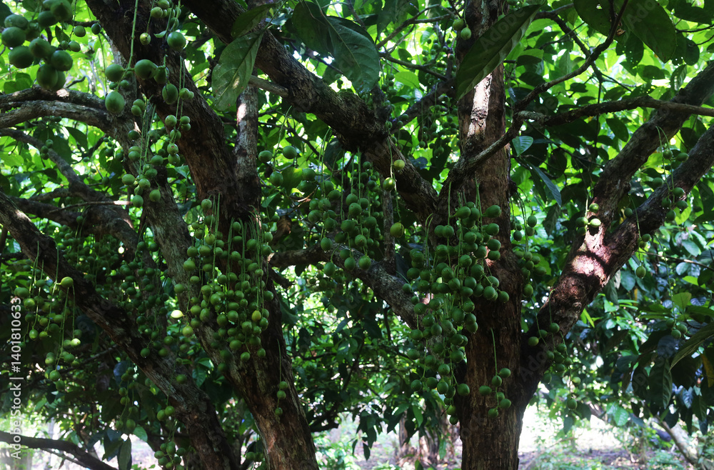 Burmese grape has the scientific name Baccaurea ramiflora Lour. Burmese grape has the scientific name Baccaurea ramiflora Lour.