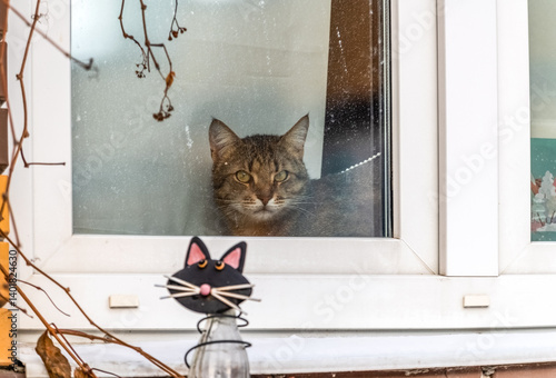 A cat is visible behind the glass of the window, looking out into the street