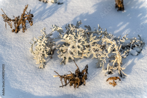 Frost-resistant plants in the snow