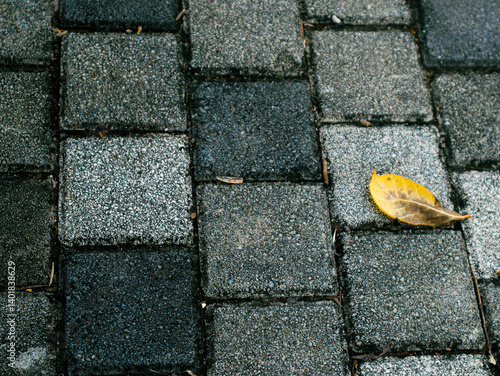 Yellow leaf rests on a gray concrete sidewalk
