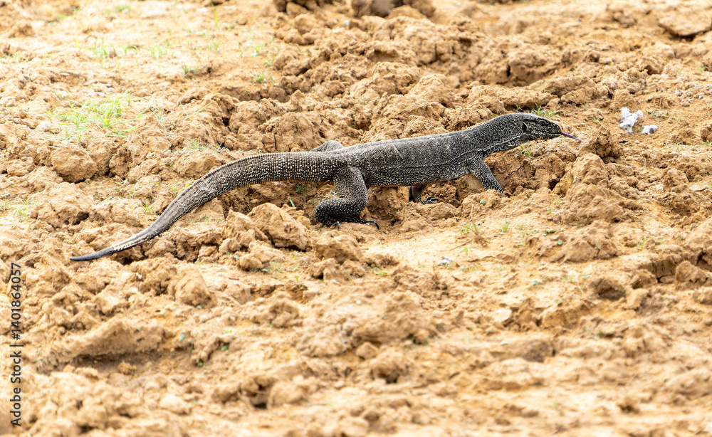 Water monitor or Varanus salvator lizard on muddy ground with tongue out Water monitor or Varanus salvator lizard on muddy ground with tongue out