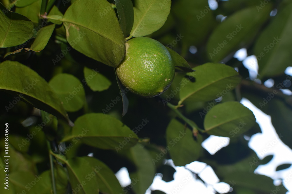 limes tree in the garden are excellent source of vitamin C. Green organic lime citrus fruit hanging on tree. green lemons hanging on branch. Branches of green lime tree with ripe fruits growing limes tree in the garden are excellent source of vitamin C. Green organic lime citrus fruit hanging on tree. green lemons hanging on branch. Branches of green lime tree with ripe fruits growing