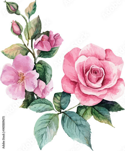pink roses on white background