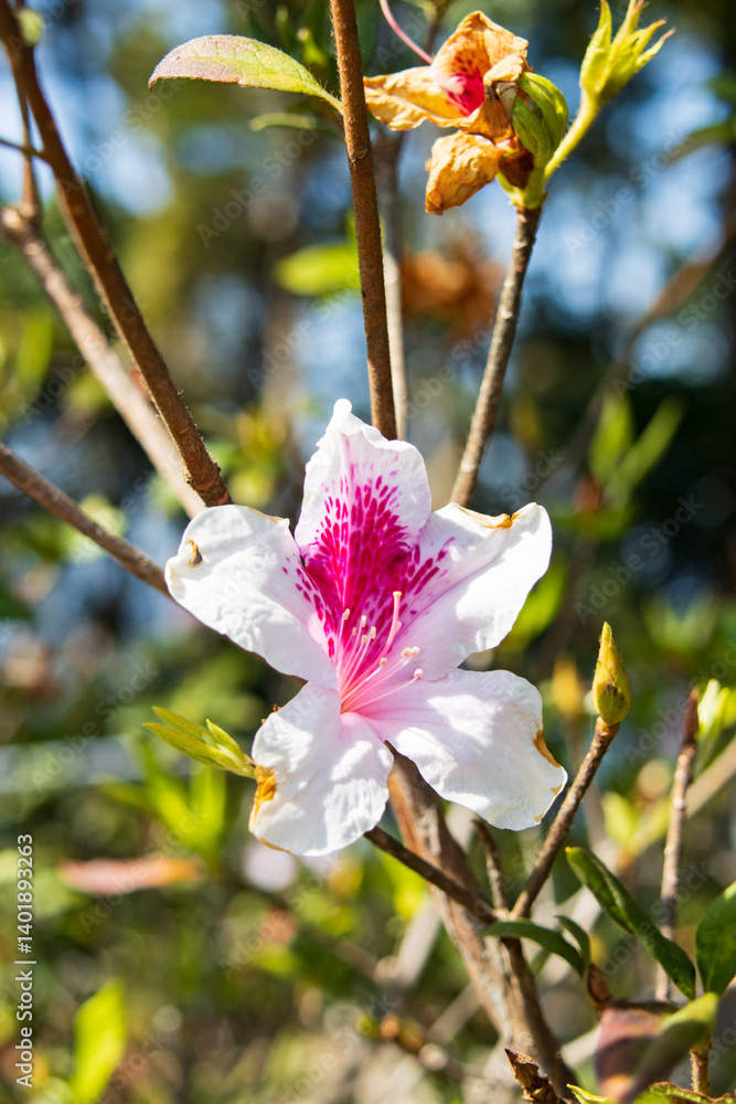 White Azalea with Pink and Red Markings Blooming in Spring