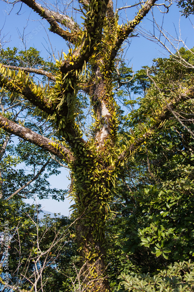 Tree Trunk Covered in Ferns and Moss